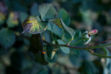 Fototapeta premium background of green leaves