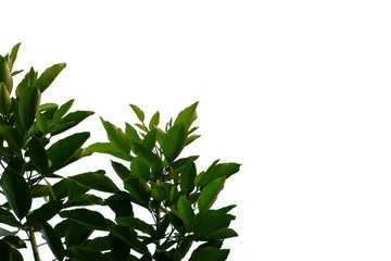 Tropical tree leaves with branches on white isolated background for green foliage backdrop 