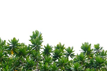 Tropical tree leaves with branches growing in botanical garden on white isolated background for green foliage backdrop 