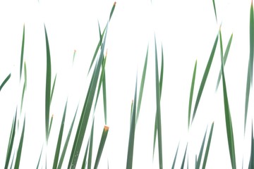 Fototapeta premium In selective focus wild grass leaves on white isolated background for green foliage backdrop 