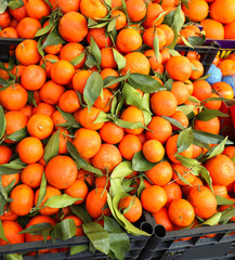 organic oranges with leaves