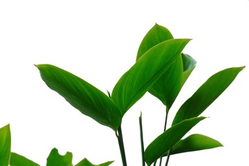 Close up water plant leaves on white isolated background for green foliage backdrop