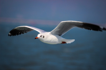 Fototapeta na wymiar Seagull flying above the the ocean
