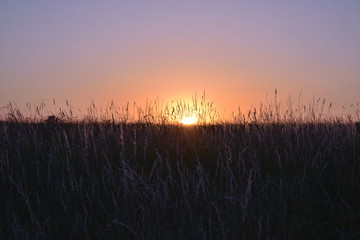 sunset over field