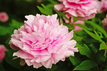 Peony flower with pink petals and yellow center on a bush with green leaves