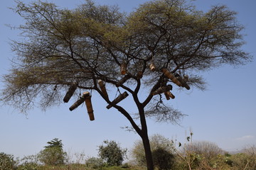Bienenkörbe hängen in einem Baum in Äthiopien