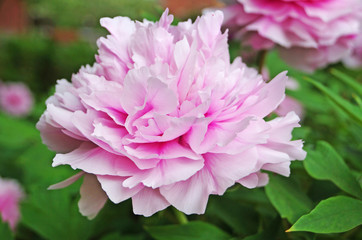 Peony flower with pink petals and yellow center on a bush with green leaves