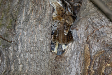 Tawny Owl (Strix aluco)