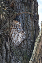 Tawny Owl (Strix aluco)