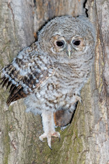 Tawny Owl (Strix aluco)