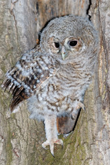 Tawny Owl (Strix aluco)