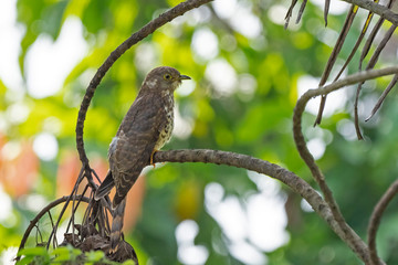 Common Hawk-Cuckoo (Hierococcyx varius) race 