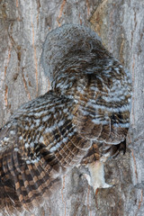 Tawny Owl (Strix aluco)