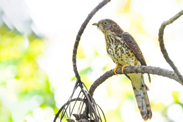 Common Hawk-Cuckoo (Hierococcyx varius) race 