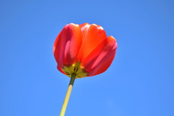 red tulips against blue sky