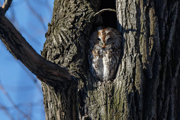 Tawny Owl (Strix aluco)