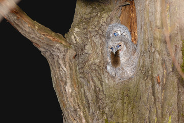 Tawny Owl (Strix aluco)
