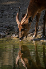 Sitatunga macho junto a un lago