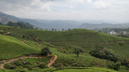 Munnar Tea Garden, Kerala