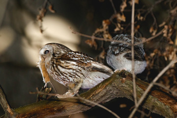 Tawny Owl (Strix aluco)