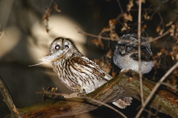 Tawny Owl (Strix aluco)