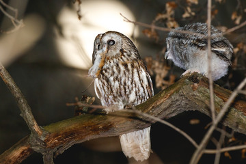 Tawny Owl (Strix aluco)