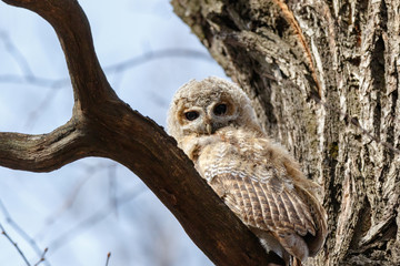 Tawny Owl (Strix aluco)