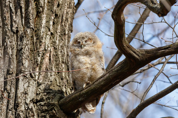 Tawny Owl (Strix aluco)