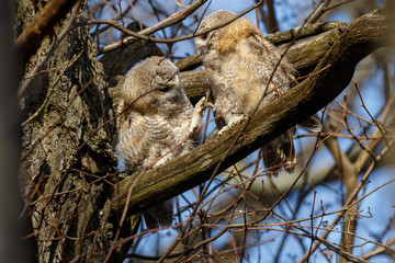 Tawny Owl (Strix aluco)