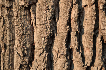 Oak tree bark 