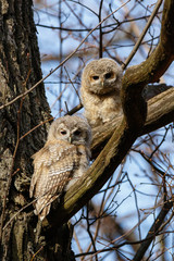 Tawny Owl (Strix aluco)