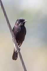 Pied Bush Chat (Saxicola caprata) race 