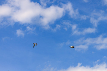 two Eurasian oystercatcher (Haematopus ostralegus) in flight blue cloudy skies in the background