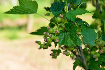Green currant berries
