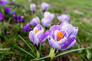 Spring crocuses among the grass in the sunlight