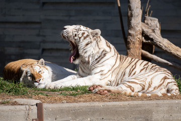 Tigre blanco bostezando