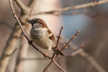 closeup of sparrow standing on branch in tree