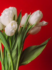 white tulips on a red background present mothers