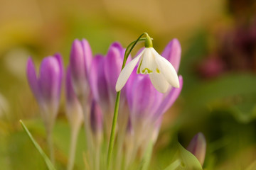 a white snowdrop closeup with violet crocus plants in the background in winter