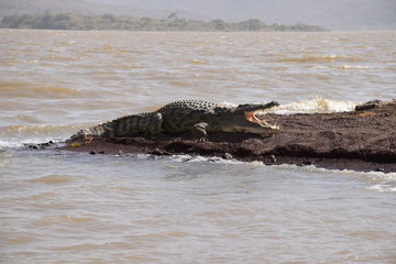 Krokodil
