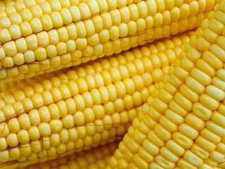 Fresh harvested organic corn