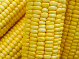 Fresh corn on the cob