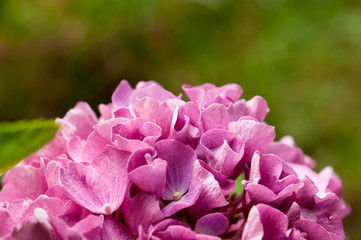 Obraz premium Hydrangea macrophylla flower blooming
