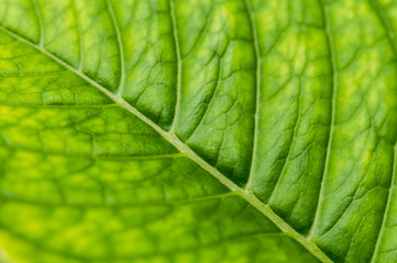 Hydrangea macrophylla hortensia flower leaf