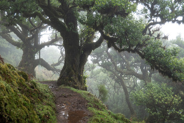 Wanderweg bei Fanal auf Madeira