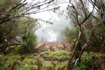 Wald bei Fanal auf Madeira
