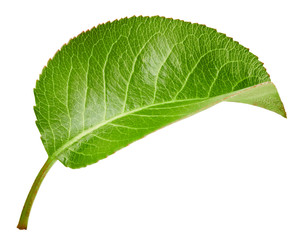 Pears leaves isolated on white