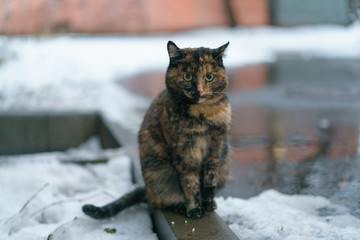 Tabby cat at the winter Moscow street