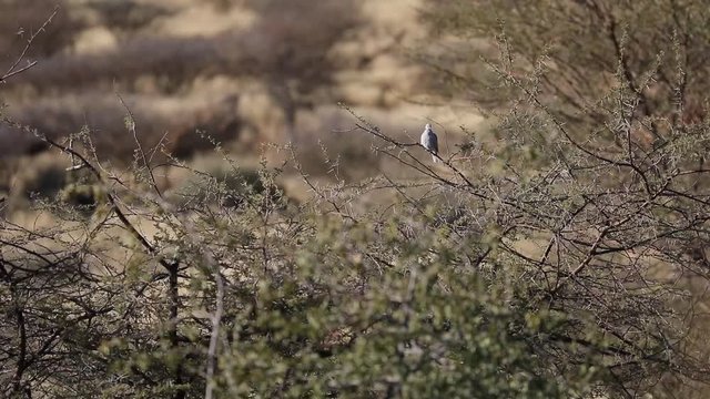 Dove sitting in a thorn bush in arid desert landscape of Southern Namibia