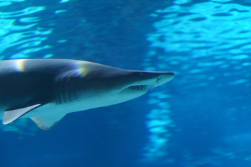 Blue underwater world is soft and calm. Shark swimming calmly, without attracting attention